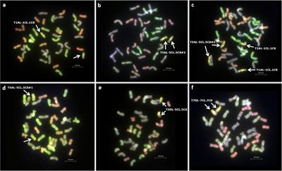 Development of Wheat-Aegilops caudata Introgression Lines and Their Characterization Using Genome-Specific KASP Markers